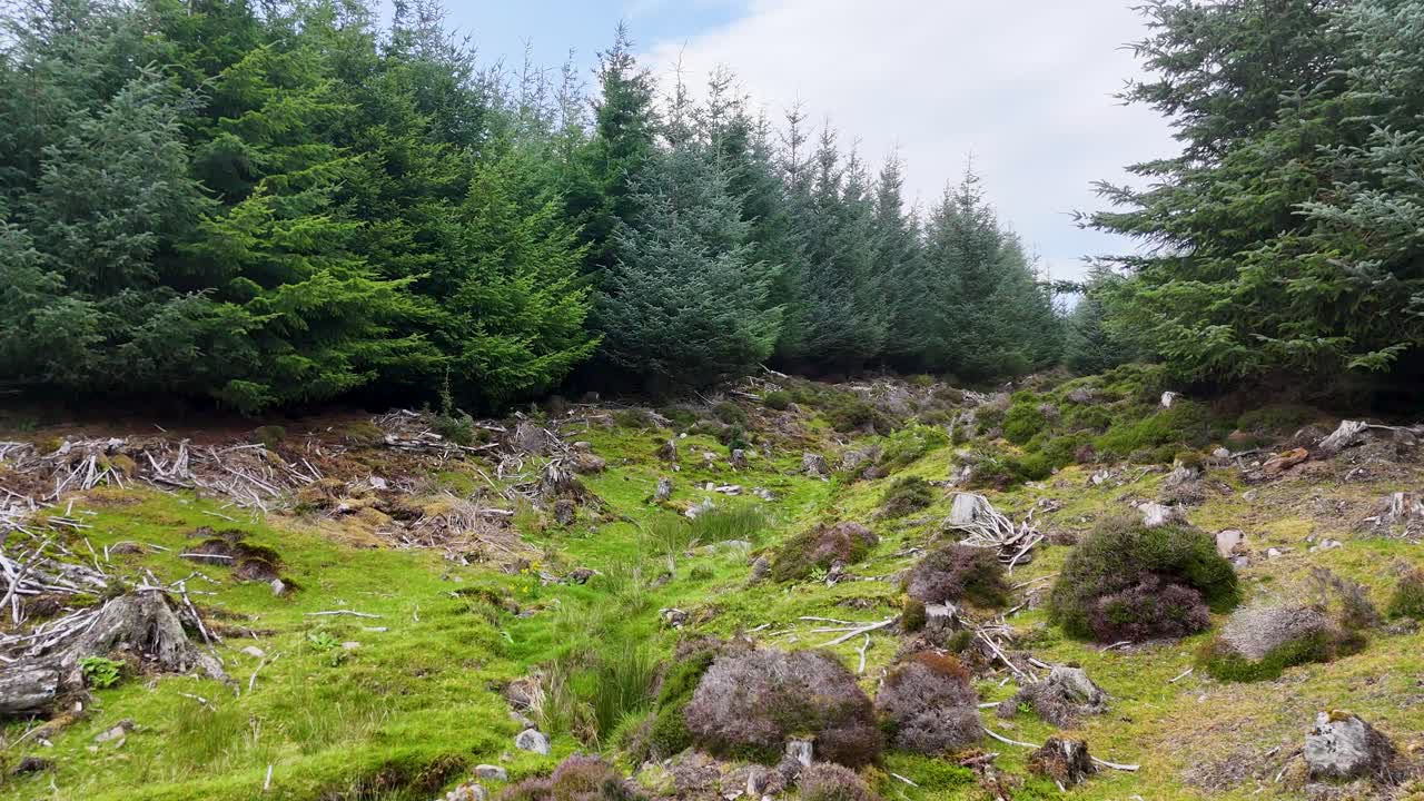 Camera moves forward through a partially deforested Sitka spruce forest in the Scottish Highlands, highlighting stumps, debris, and lush green undergrowth in soft daylight