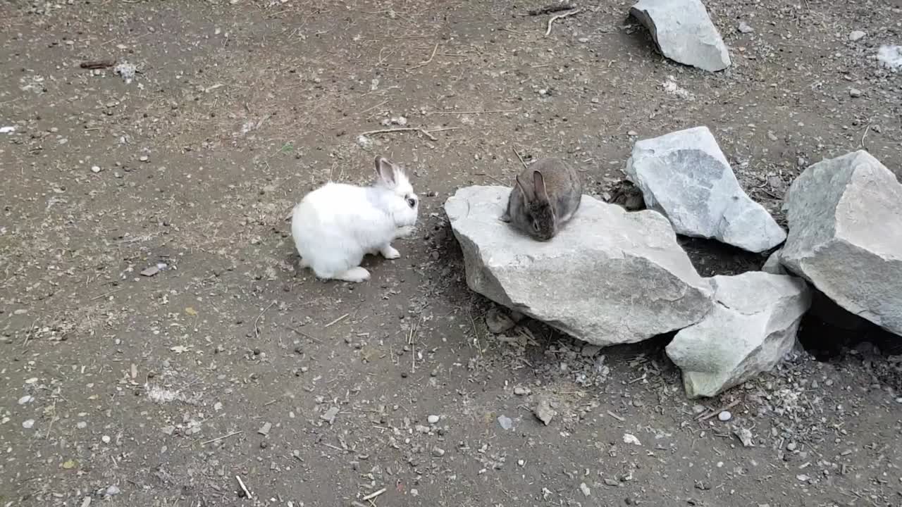 Rabbits playing in the garden on rocks.