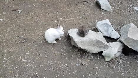 rabbits playing in the garden on rocks.