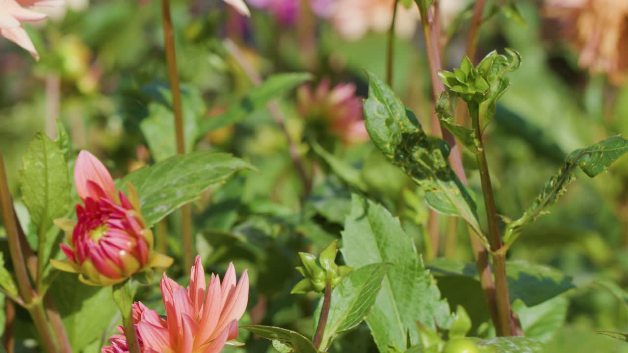Camera slowly pans over blooming Dahlia pinnata flowers in bright, natural daylight garden setting