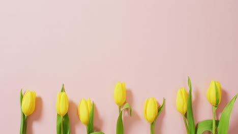 Image-of-yellow-tulips-with-copy-space-on-pink-background