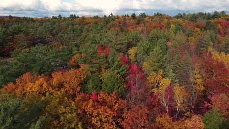 Toma-Aérea-De-Un-Hermoso-Bosque-Durante-Una-Caída-Colorida