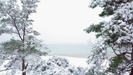 Bellas-Imágenes-Aéreas-Reveladoras-De-árboles-Cubiertos-De-Nieve,-Caída-De-Nieve-Ligera,-Bosque-De-Pinos-Nórdicos,-Costa-Del-Mar-Báltico,-Tiro-De-Drones-Avanzando