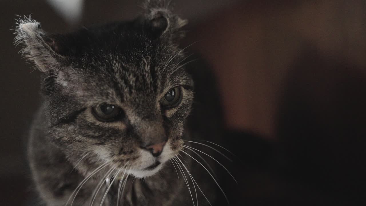 Gato bravo e maltratado com orelha rasgada olhando fixamente para fora da câmera