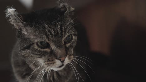 Angry-abused-cat-with-torn-ear-stares-blankly-off-camera