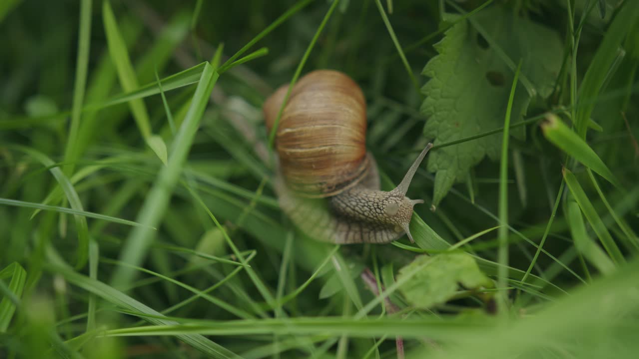 caracol comestible de movimiento lento en la hierba con adornos