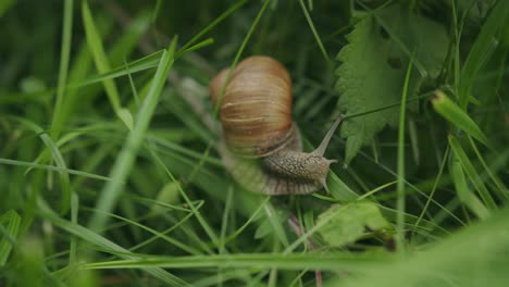 Slow moving edible snail in grass with ornate