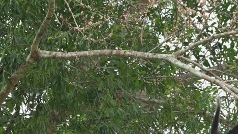 This-black-individual-showing-off-its-hanging-skills-as-it-feeds-on-fruits-and-then-swings-to-the-right-to-go-away,-White-handed-Gibbon-Hylobates-lar-,-Thailand