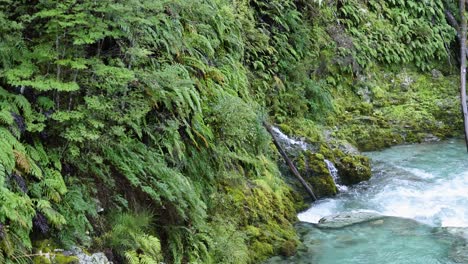 a vibrant rainforest stream with turquoise water flows past mossy rocks and dense ferns. soft daylight, steady camera, tranquil natural setting