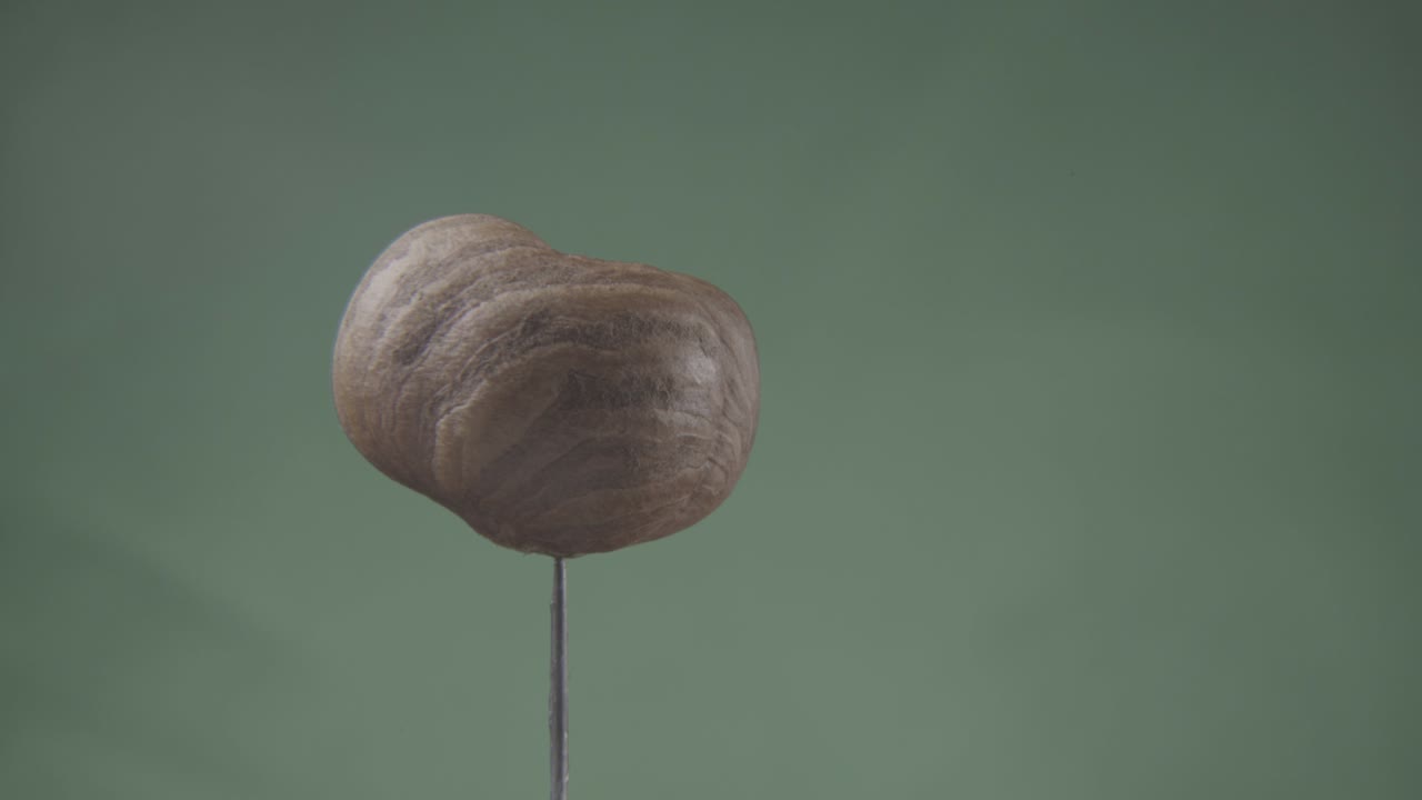 avellana girando con bucle en pantalla verde para la llave de croma