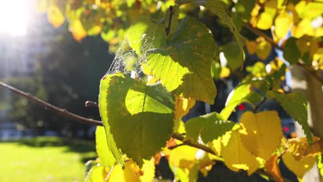 la red de araña en la hoja en los jardines de flagstaff