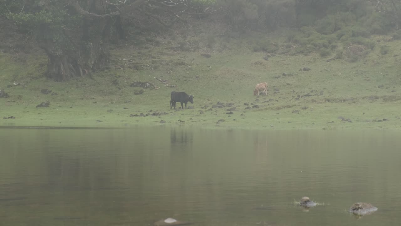 gran tiro vacas pastoreando con niebla viajan a lo largo del bosque de la laguna, isla de madeira