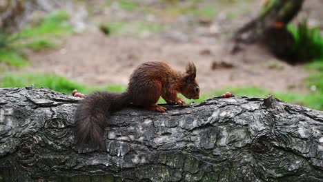 Pequeña-Ardilla-Roja-Linda-Comiendo-Nueces-En-Un-árbol-Caído-En-El-Bosque