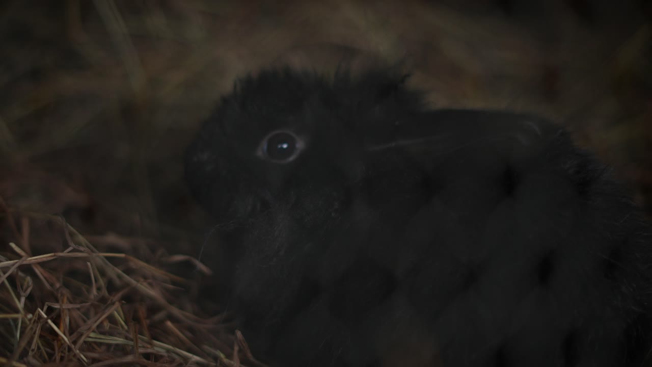 black rabbit with long ears on the pasture inside the farm yard