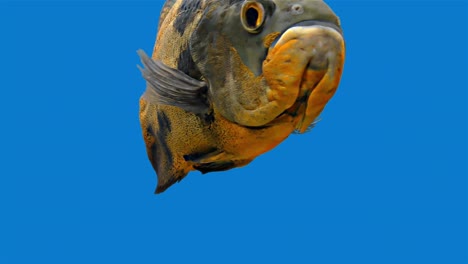 amazon tropical fish - tiger oscar, blue background, blue screen