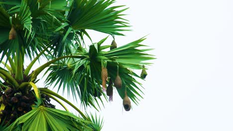 weaver bird nest on asian palmyra palm tree in rural bangladesh