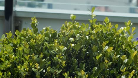 green roof plant- an urban building
