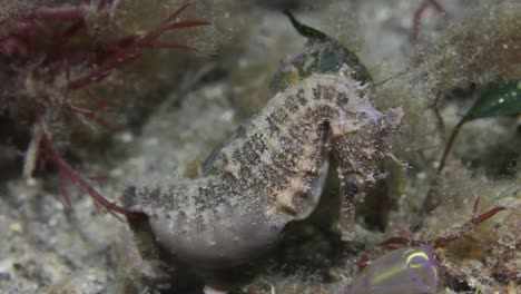 a pregnant common seahorse attached to some marine vegetation swaying about in the ocean current