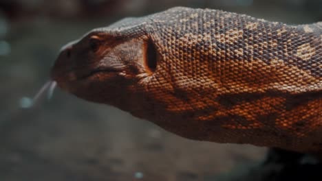 Nile-Monitor-Lizard-Moving-Slowly-On-The-Ground-And-Sticking-Its-Forked-Tongue-Out