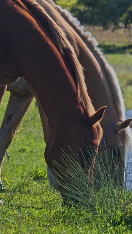 caballo marrón pastando hierba fresca