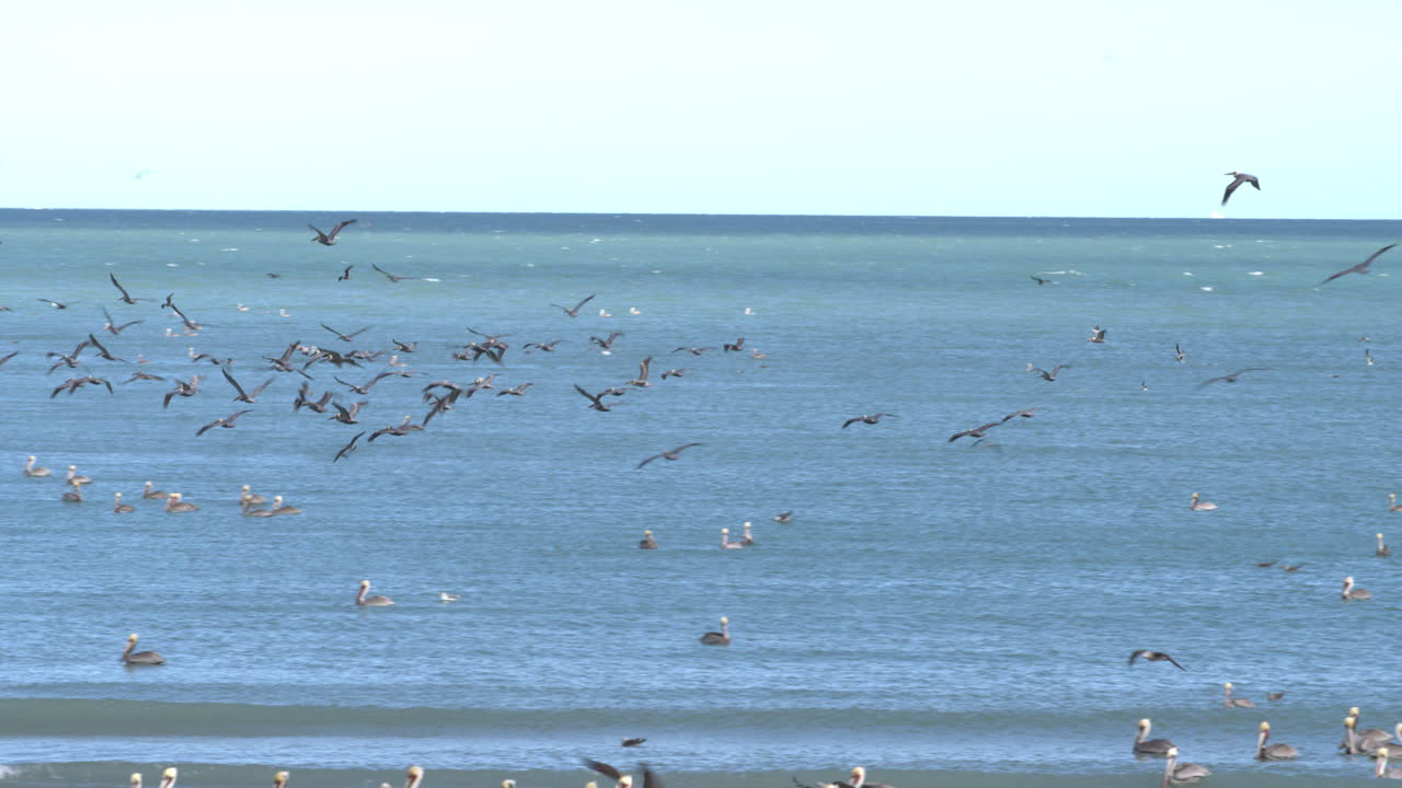 산 펠리페, 바하 캘리포니아, 멕시코 연안의 새들