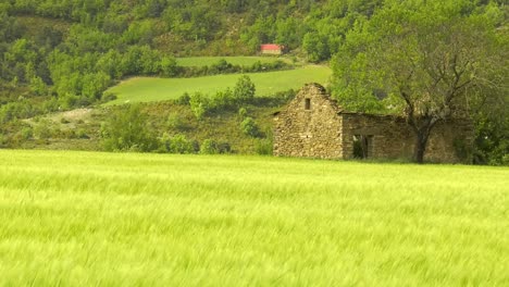 old stone building in green wheat field, panning shot