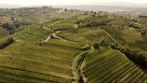 vineyards in the italian hills
