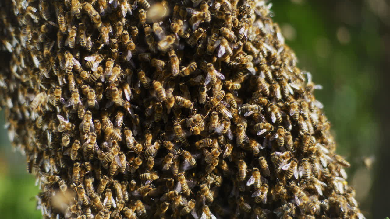 fotografía de cerca de abejas trabajando en una colmena