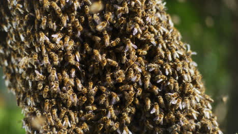 close shot of bees working in a bee hive