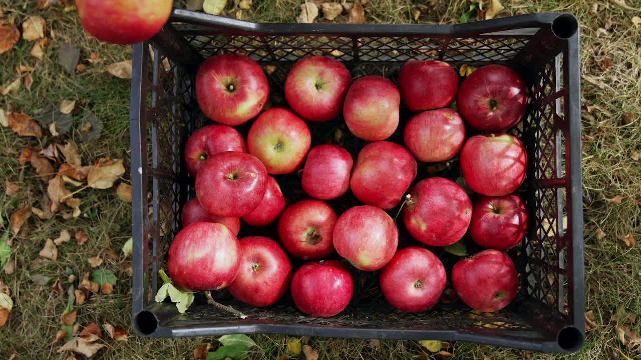 Beautiful shiny red apples in the plastic box. Hands of old man put two more apples to the crate. Top view.