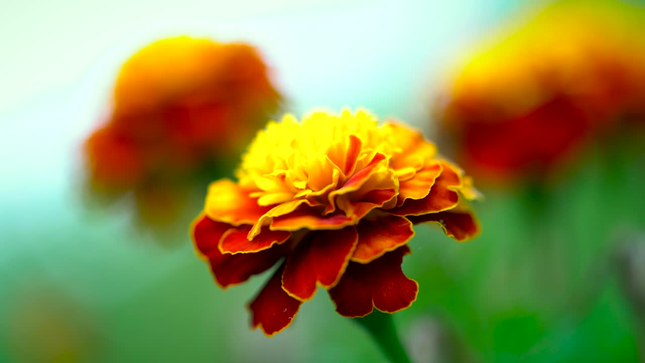 Close up shot of beautiful red and yellow carnations.  4k 23.98fps.