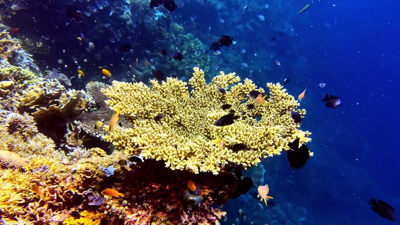 Un fiorente ecosistema sottomarino con un grande corallo a tavola ramificato pieno di piccoli pesci tropicali.