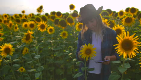 una estudiante agricultora mira un girasol en el campo y describe sus características en su tableta.