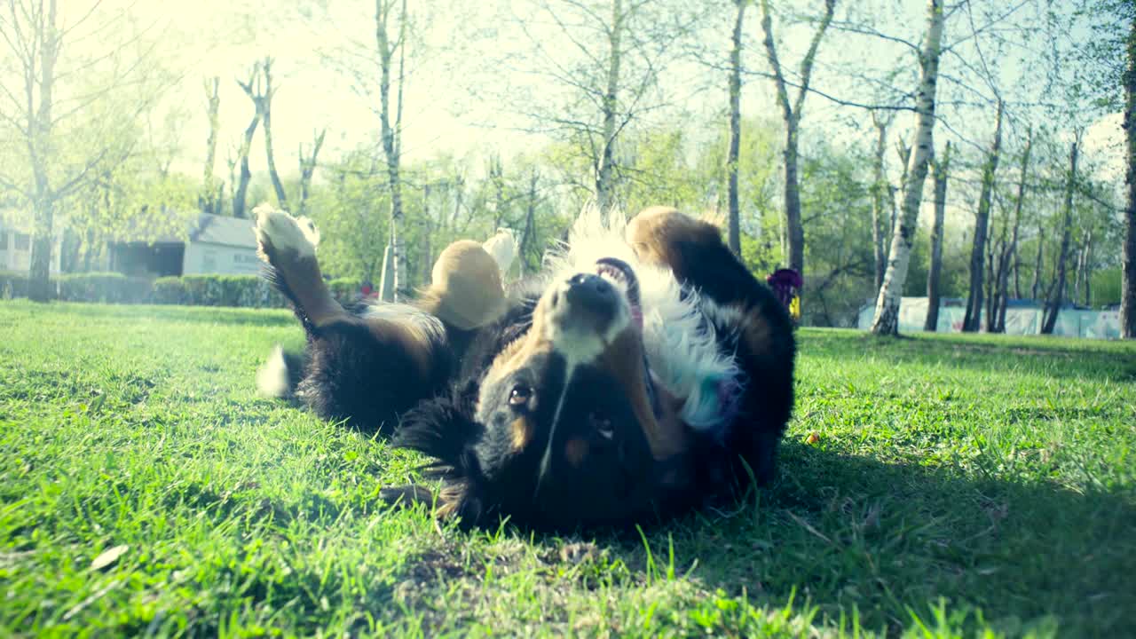 봄 공원의 풀에 있는 개