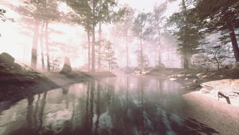 pantano con atmósfera única y niebla debajo de los árboles