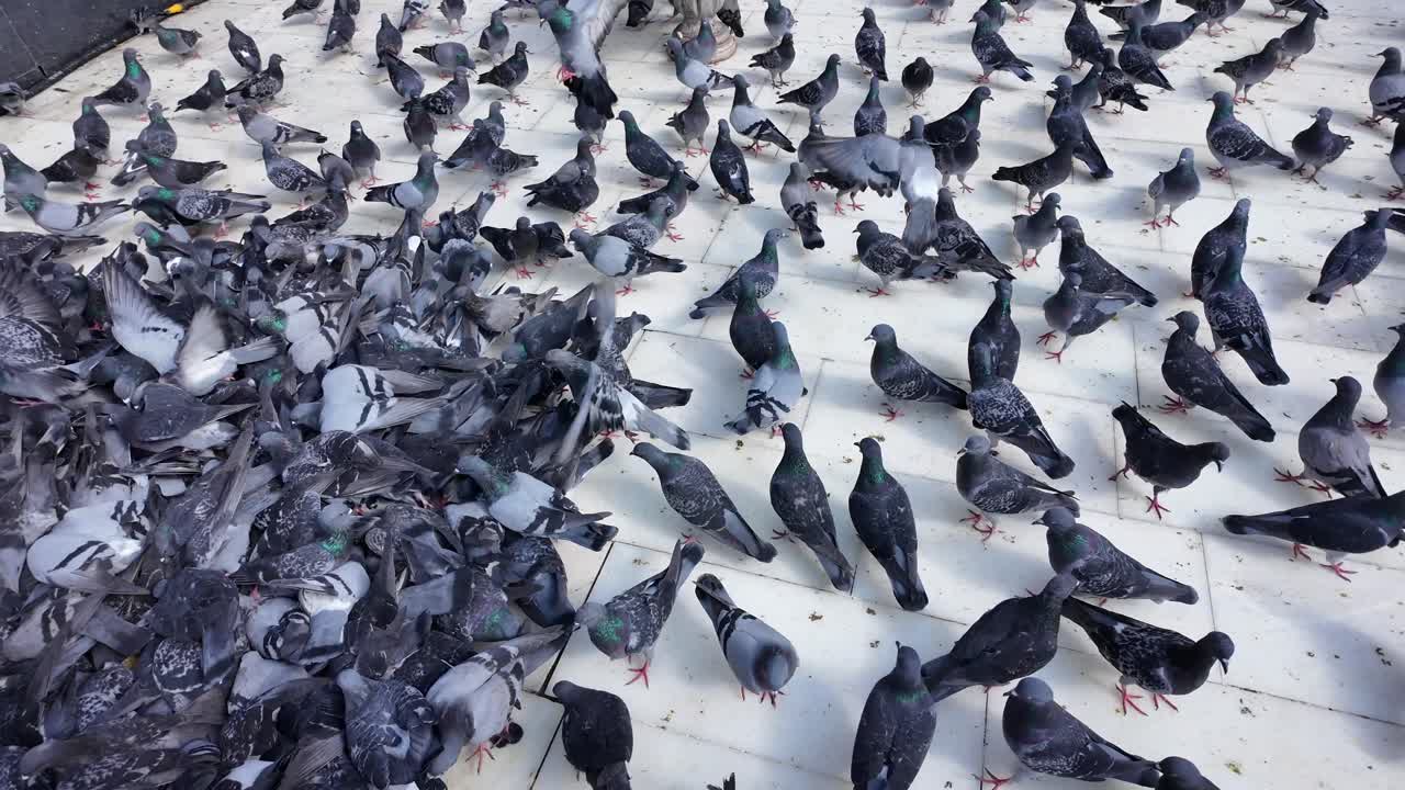 Stormo di piccioni a terra