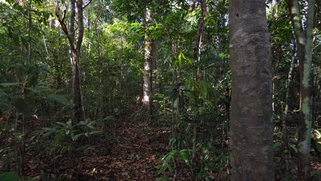 thick dense jungle vegetation, rainforest floor beneath lush canopy