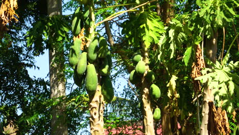 Close-up-shot-of-exotic-papaya-fruit-growing-on-tree-on-Lombok-Island-in-sunlight