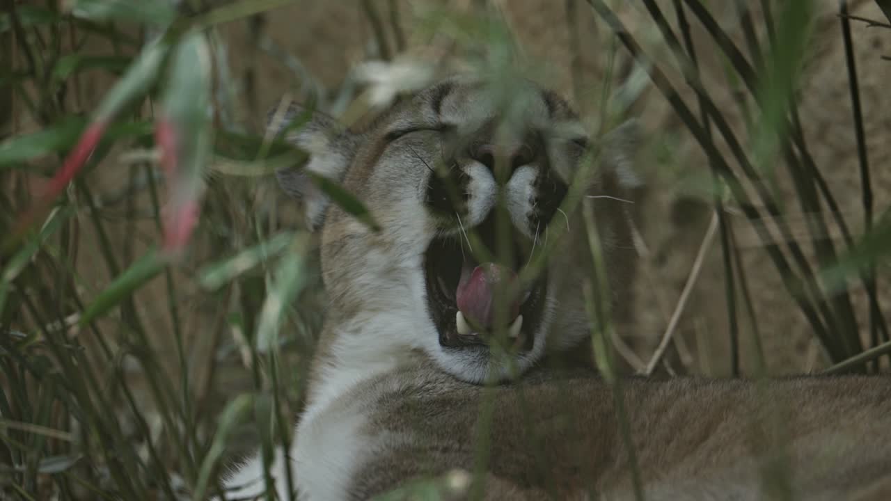 Puma avvistato attraverso il fogliame che fissa la telecamera