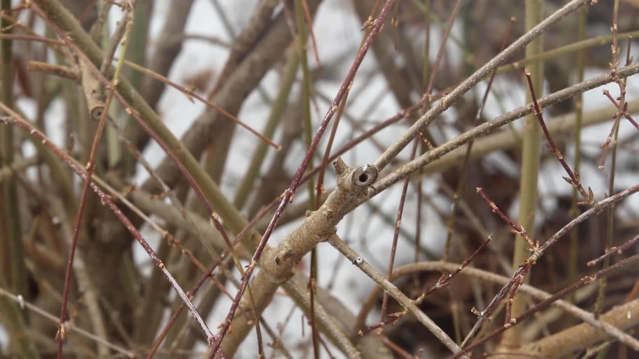 Colorful Blue Jay bird lands on branch briefly, then flies off again
