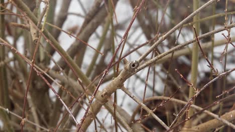 Colorful-Blue-Jay-bird-lands-on-branch-briefly,-then-flies-off-again