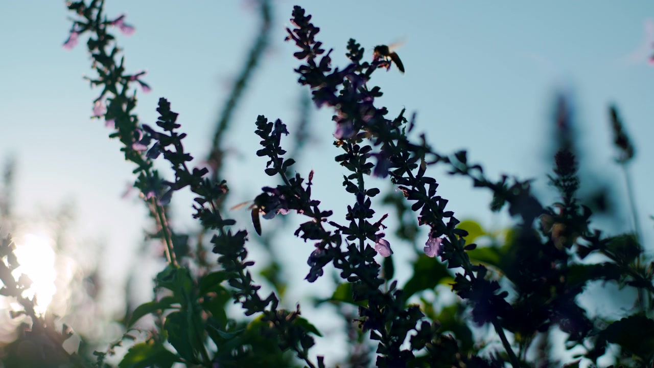 Ape mellifera che impollina fiori di salvia viola alla luce del sole
