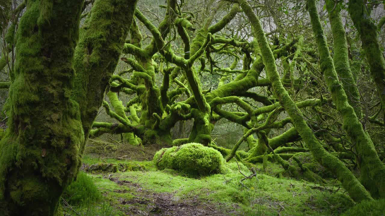 la calma y la quietud del musgo cubrían el antiguo bosque británico en primavera.