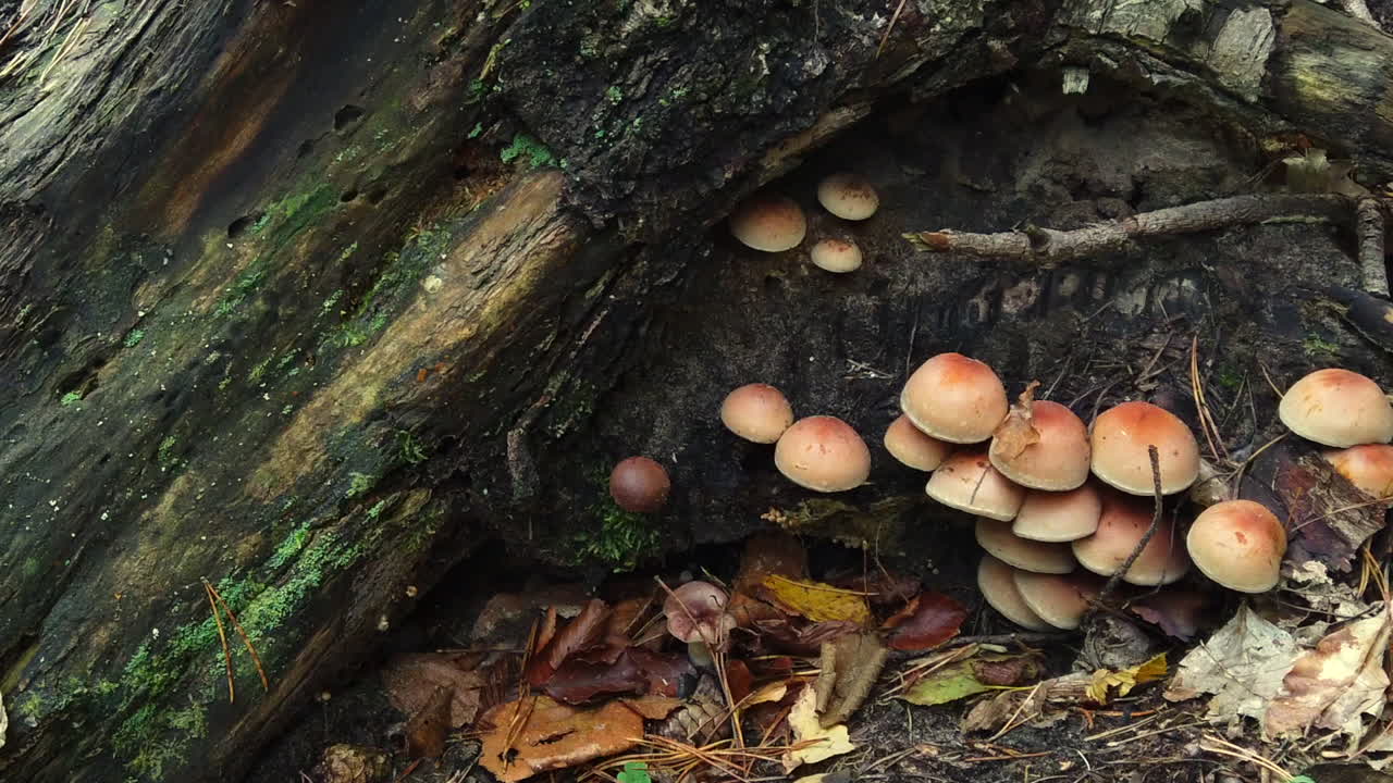 hongos que crecen en un tronco de árbol talado en el bosque de otoño