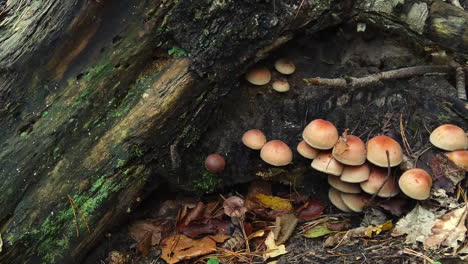 pilze wachsen auf einem gefällten baumstamm im herbstwald