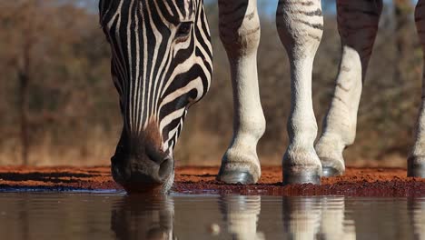 Eine-Nahaufnahme-Des-Gesichts-Eines-Burchell-Zebras-Beim-Trinken-An-Einem-Wasserloch-Im-Großkruger