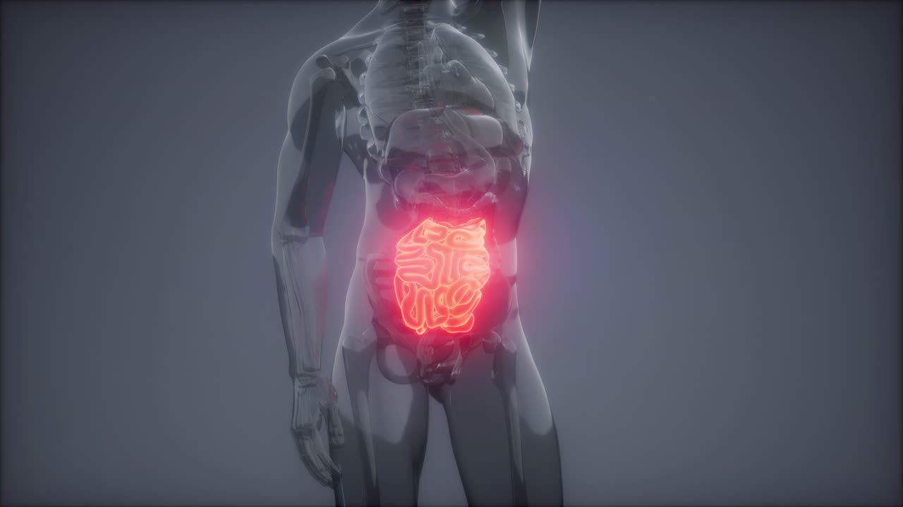 examen de radiología del intestino delgado humano