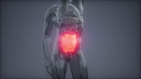 Examen-De-Radiología-Del-Intestino-Delgado-Humano