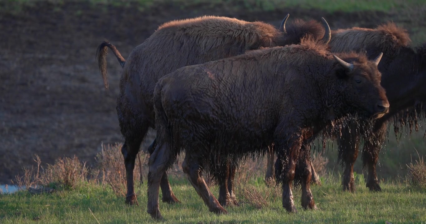 Vild hunbison viser synlige sammentrækninger efter at have svømmet. Delvist skjult af en han, der står i forgrunden, har begge dyr våd pels, der drypper, efter en flodkrydsning.