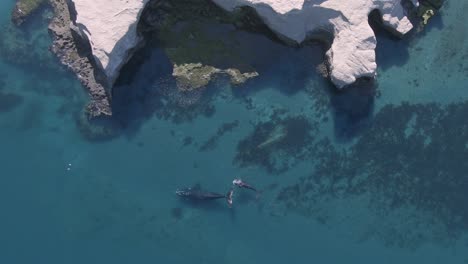 drone shot above two baleen whales , on the coastline of península valdes, argentina - slow motion, birdseye, aerial view